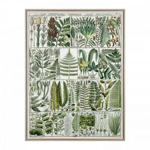 Artwork The Botanist
