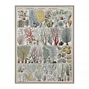 Artwork Coral Ecology